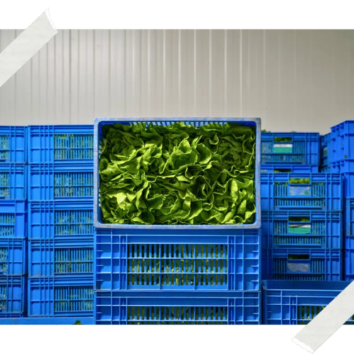 Nos ingrédients 12 🏡 CUISINONS NOS PAYSAGES - NOTRE CIRCUIT COURT SUR MESURE
Située à seulement 5 km de notre cuisine, cette légumerie à taille humaine joue un rôle essentiel : elle collecte les fruits et légumes des producteurs locaux, les prépare (lavage, découpe) et les distribue aux restaurateurs, traiteurs… et à notre Brigade ! La légumerie joue aussi un rôle dans la création d’emplois locaux et favorise l’insertion.