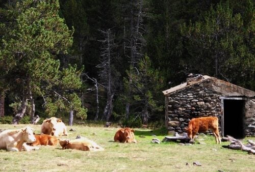 Nos ingrédients 13 🥩 GUASCH - NOTRE VIANDE DES PYRÉNÉES
Guasch regroupe près de 200 éleveurs des Pyrénées et de la région Occitanie, dont une partie est rassemblée sous la marque Transhumancia qui favorise un élevage non intensif et des méthodes traditionnelles. Chaque année, leurs vaches effectuent une transhumance dans les Pyrénées, se nourrissant d’herbe pour une viande de meilleure qualité. Guasch nous fournit nos viandes de porc, de boeuf et de veau avec une traçabilité rigoureuse.