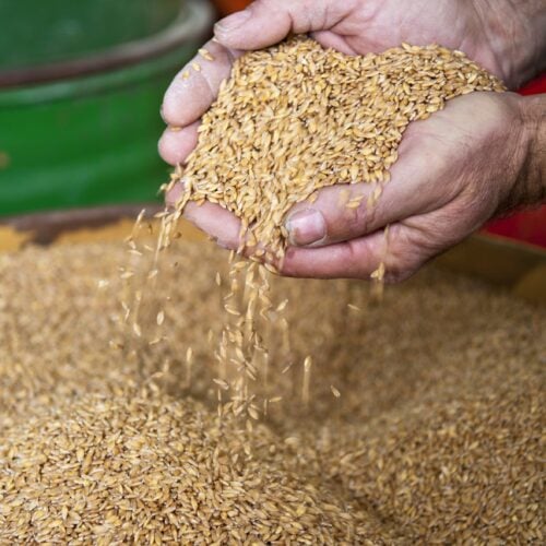 Nos ingrédients 20 🌾 SAISSE ET FILS - NOTRE PETIT ÉPEAUTRE D'EXCEPTION
Notre petit épeautre du Ventoux provient de Saisse et fils, une entreprise spécialisée dans les produits céréaliers de haute qualité. Engagée pour un approvisionnement traçable et respectueux de l’environnement, elle garantit des grains naturels, riches en nutriments et cultivés dans le respect des terres. Un choix parfait pour allier goût et bien-être.
